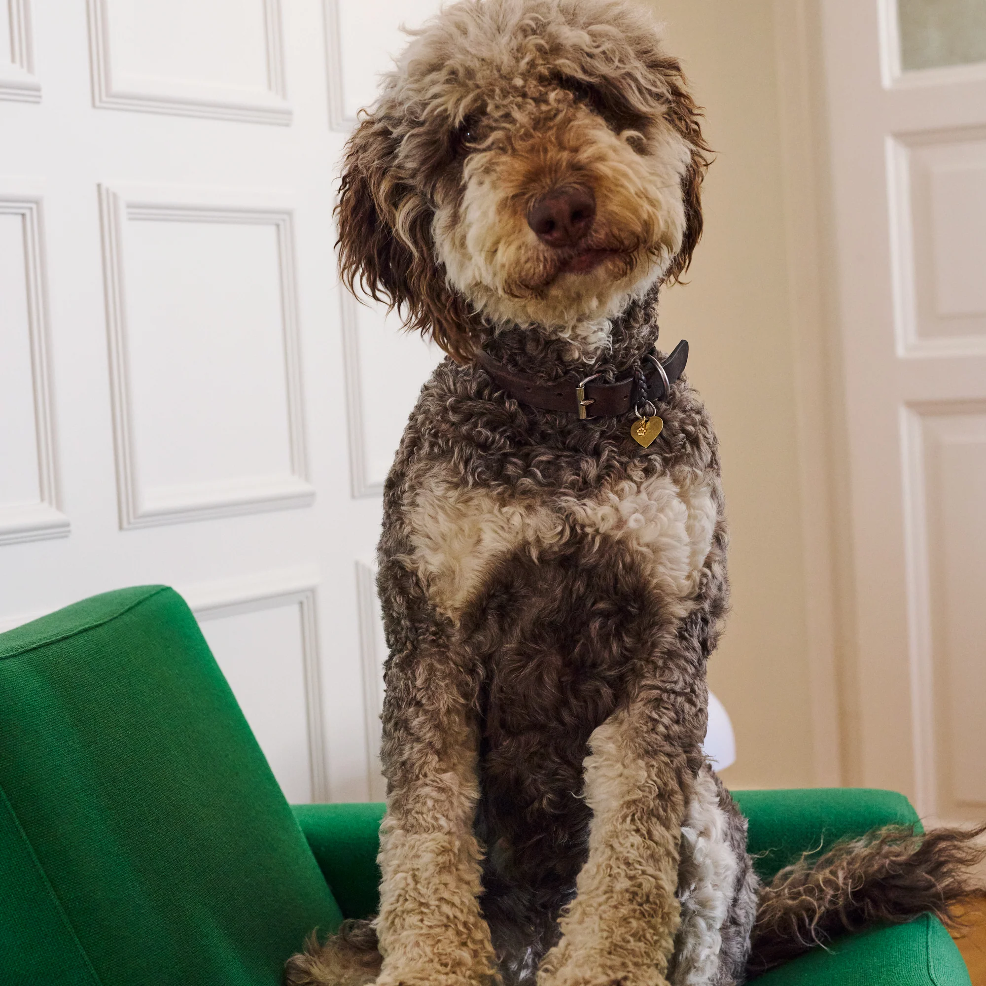 Charm, Sweet Paw - Image 4
